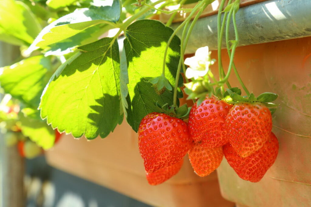 白石湖的草莓多以高架盆栽種植，可以不彎腰採果