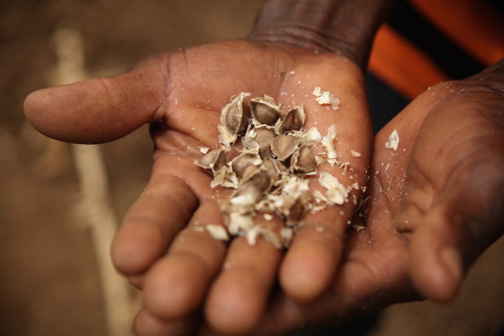 綠藤「奇蹟辣木油」加速深化西非永續生態圈 幫助超過 7,000 個迦納小農家庭提升收入