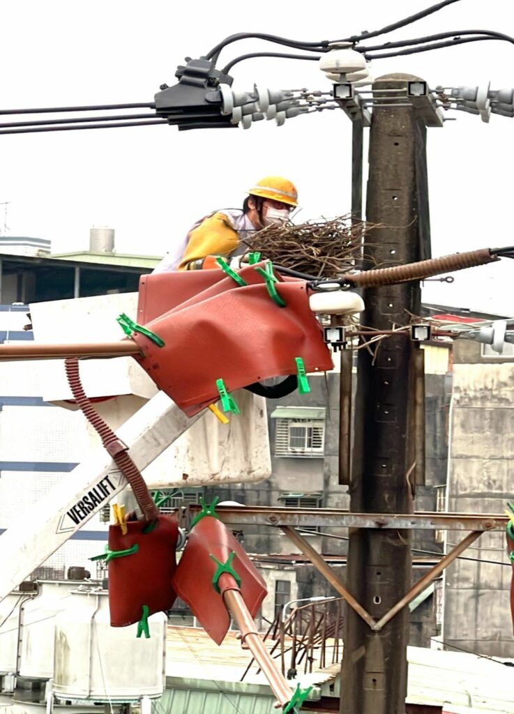 為保護喜鵲的安全以及減少停電事故發生，台電人員充當鳥類房仲，替在電桿上築巢的喜鵲另覓新巢。