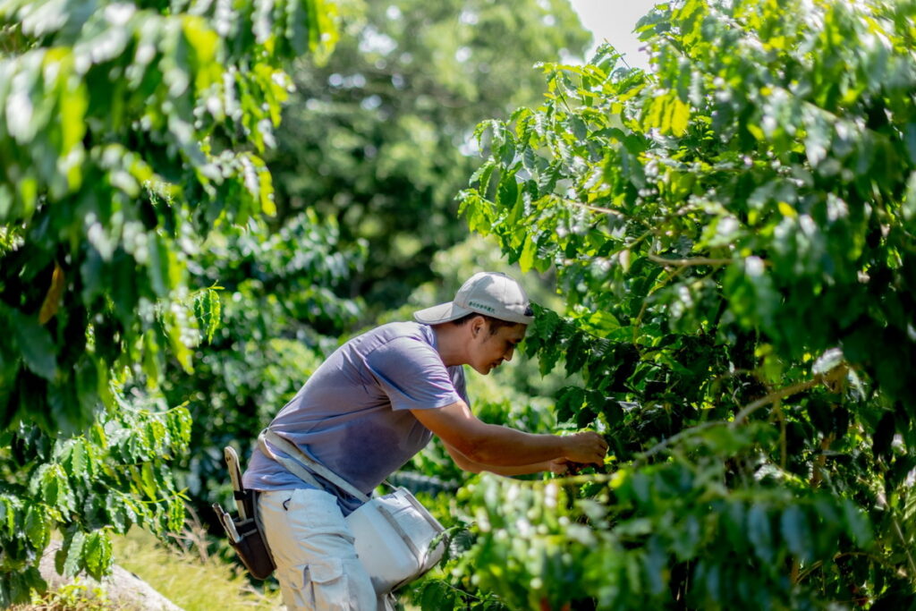 咖啡農侯奕瑋堅持有機農耕、友善環境，採用永續自然農法打理莊園。