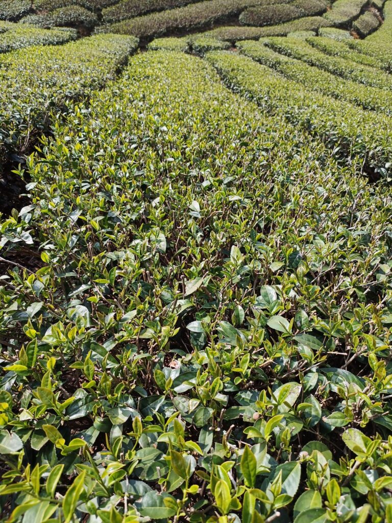 乾旱造成茶芽生長參差不齊，預估產量下降嘉義縣瑞峰茶區。