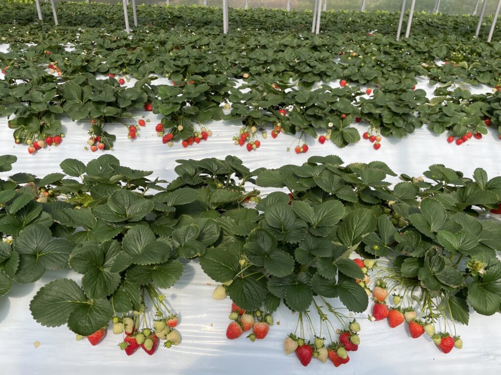 溫室內高畦栽培草莓。圖／行政院農業委員會農糧署北區分署提供