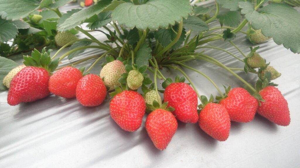 鮮紅的草莓等您來摘採。圖／行政院農業委員會農糧署北區分署提供