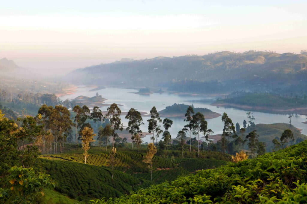 與阿聯酋航空一起探訪帝瑪茗茶發源地，一探錫蘭茶聖地斯里蘭卡翠綠無邊的茶園美景