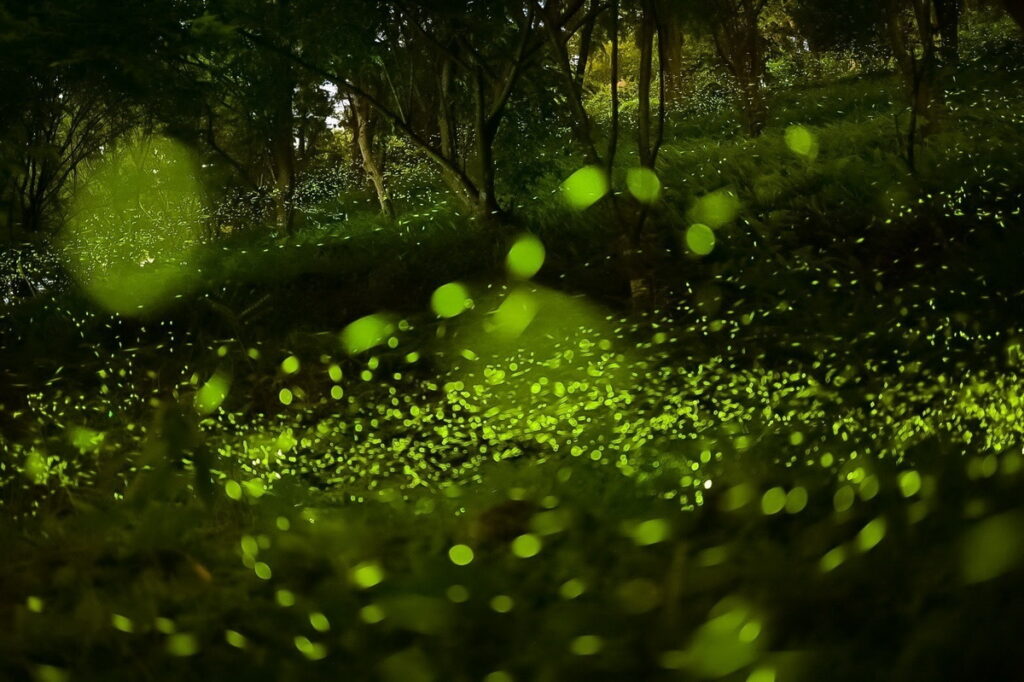 大地農場為有機自然農場每年螢火蟲壯觀      攝影師litchi lin