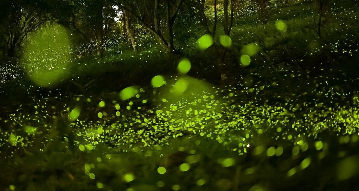 大地農場為有機自然農場每年螢火蟲壯觀 攝影師litchi lin