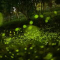 大地農場為有機自然農場每年螢火蟲壯觀 攝影師litchi lin