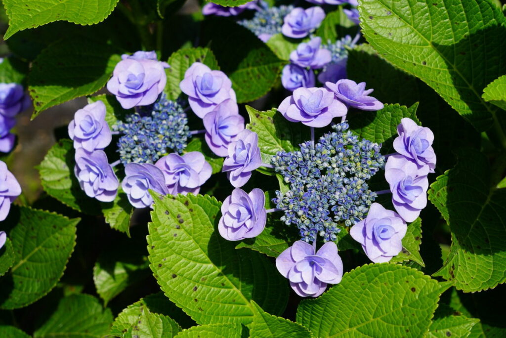 竹子湖繡球花季媒體體驗