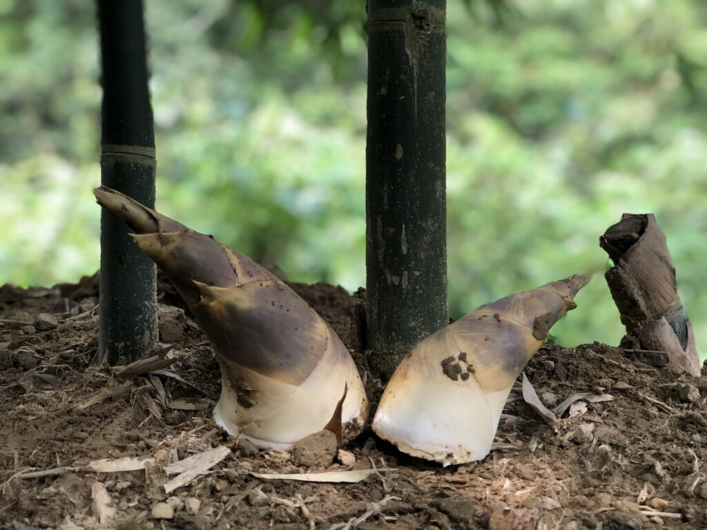 採筍趣－7月至8月綠竹筍園一日農夫生態體驗