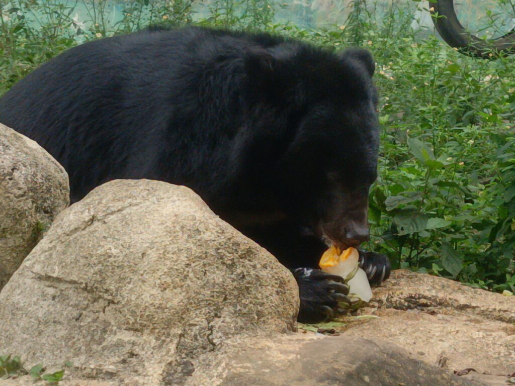 炎炎夏日，動物管理團隊特別準備給台灣黑熊繽紛水果冰粽消消暑!