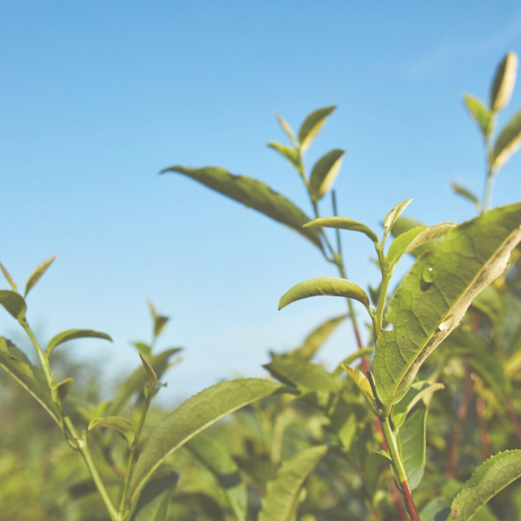 2021年朵茉麗蔻保養品全面添加源自台灣、採用無農藥「野生自然農法」種植