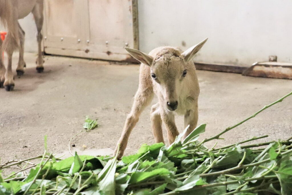 北非髯羊園區也喜迎新生兒，小髯羊灰絨絨的地模樣超吸睛