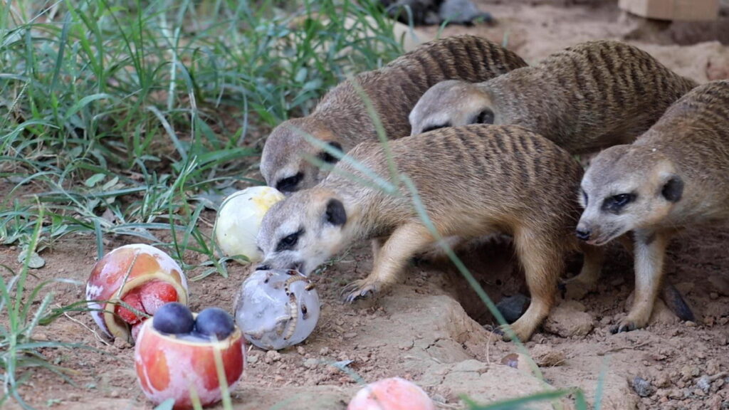 狐獴爭先搶後享用美味的麵包蟲冰球以及用蘋果、葡萄製作的水果球