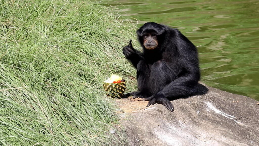 長臂猿大莉享用同仁特製的水果忍不住大力比讚，逗得遊客哈哈大笑