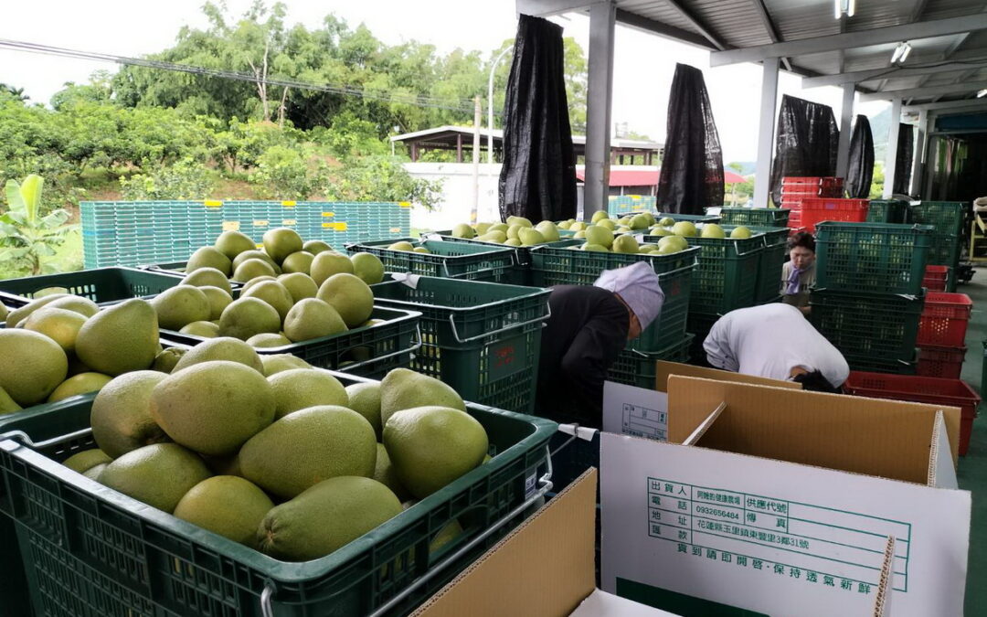 水果外銷再傳捷報，北農辦理文旦柚出口加拿大及新加坡