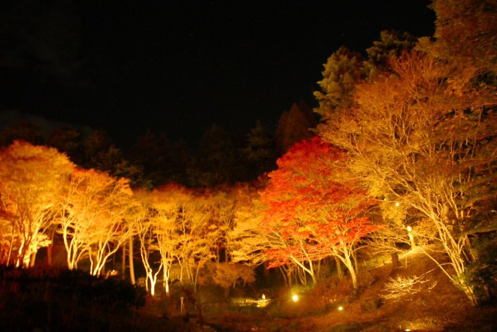 每年10月中旬至11月中旬左右更是楓葉最佳觀賞期，每年的限定楓葉點燈，也是必看重點。圖／業者提供