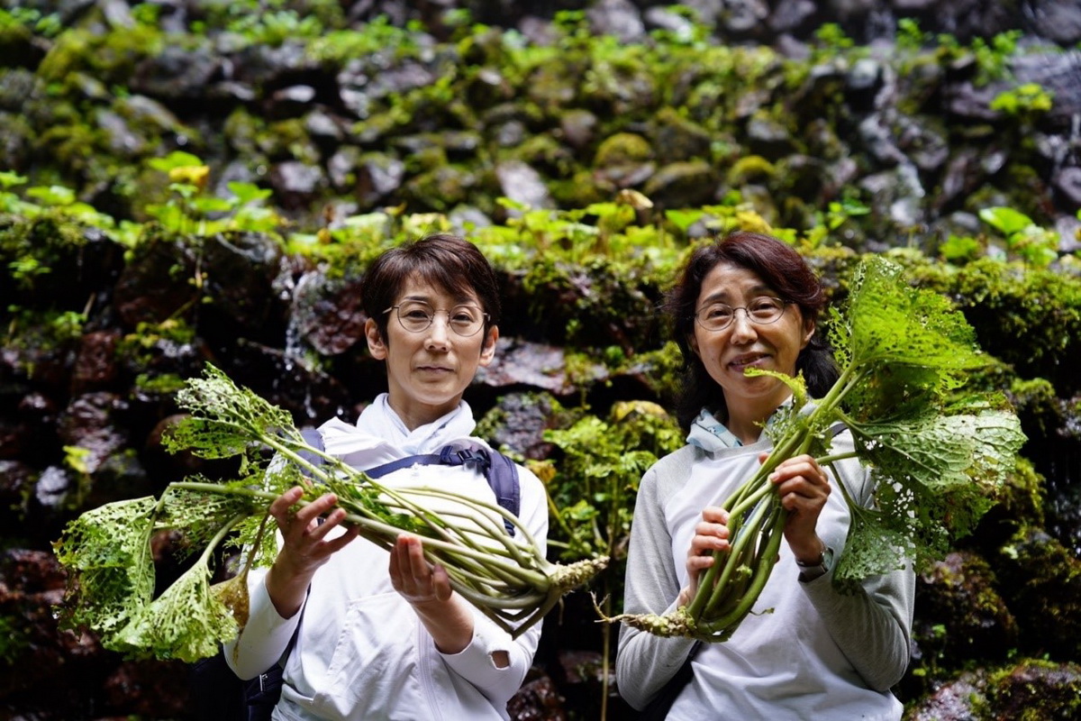 「Tokyo Wasabi」在多摩地區舉行山葵採收體驗「WASABI EXPERIENCE」，參加者最後可將山葵帶回家。（©️ TOKYO WASABI）