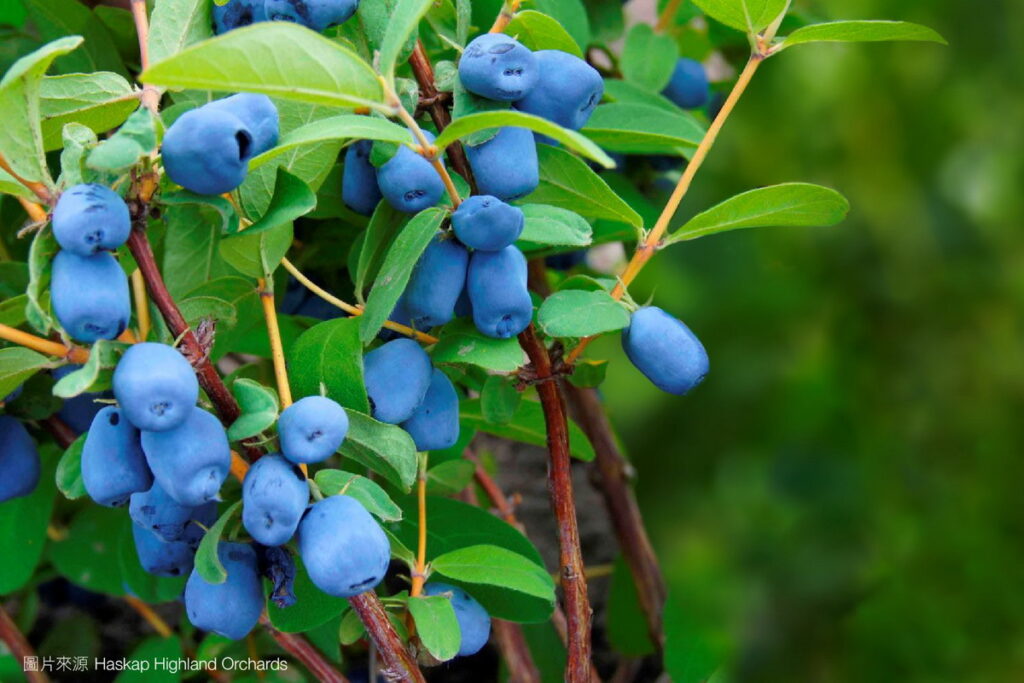 成熟的藍靛果呈現深藍色的薄外皮與深紅色的果肉，擁有豐富的營養。加拿大漫長而寒冷的冬季為藍靛果創造了獨特的生長條件。圖片來源：Haskap Highland Orchards