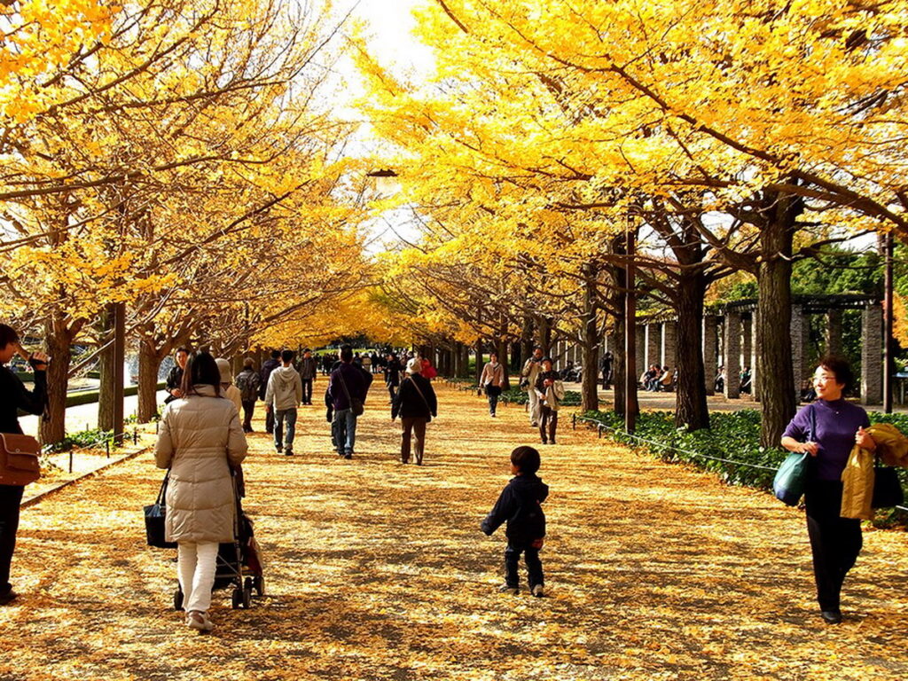 東京知名銀杏景點「國營昭和紀念公園」秋季銀杏大道的景緻，美不勝收。（ⒸTCVB）