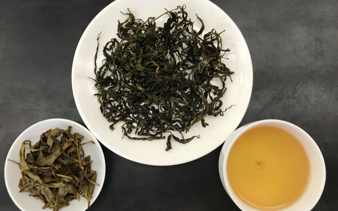 臺灣原生山茶「山蘊」轉身化作清香型烏龍茶 獨具多層次風味及口感