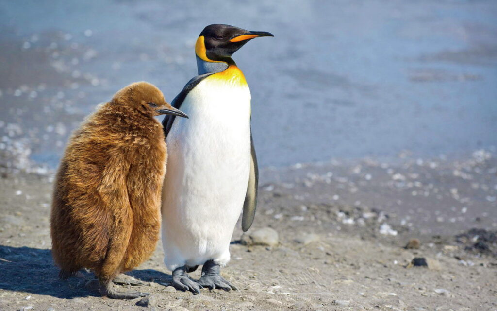 搭乘郵輪展開南極之旅，探索萌翻天的南極企鵝家族生態。（佳繽旅遊提供）