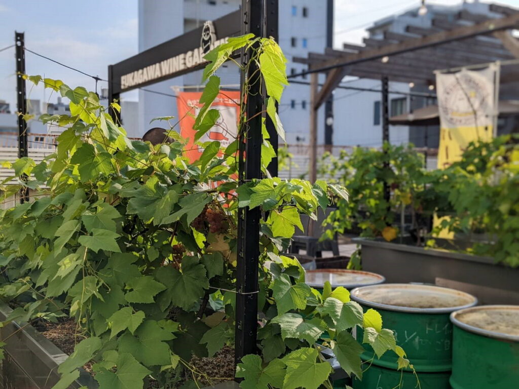 「深川Winery東京」在大樓的屋頂上嘗試種植葡萄，並將栽培出的葡萄作為酵母使用，成為一道生機盎然的風景。（Ⓒ深川Winery東京）