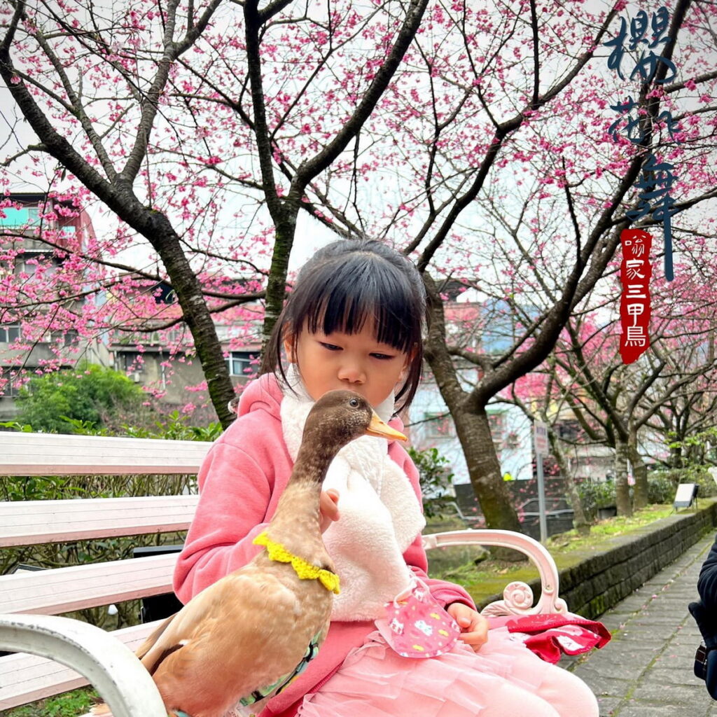 上傳「你與汐止櫻花季」的畫面，有機會獲得高達9,000元的總獎金。照片來源：口翁 家 三 