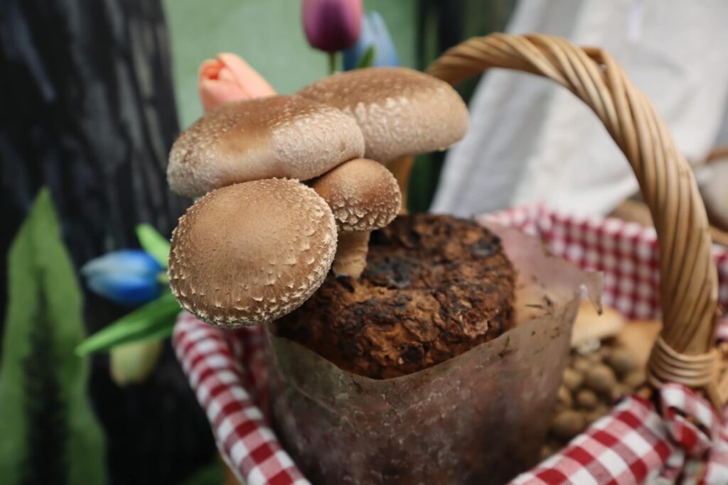 參加體驗營可親自種植菇菇太空包，是最適合體驗居家種植作物的入門選擇。