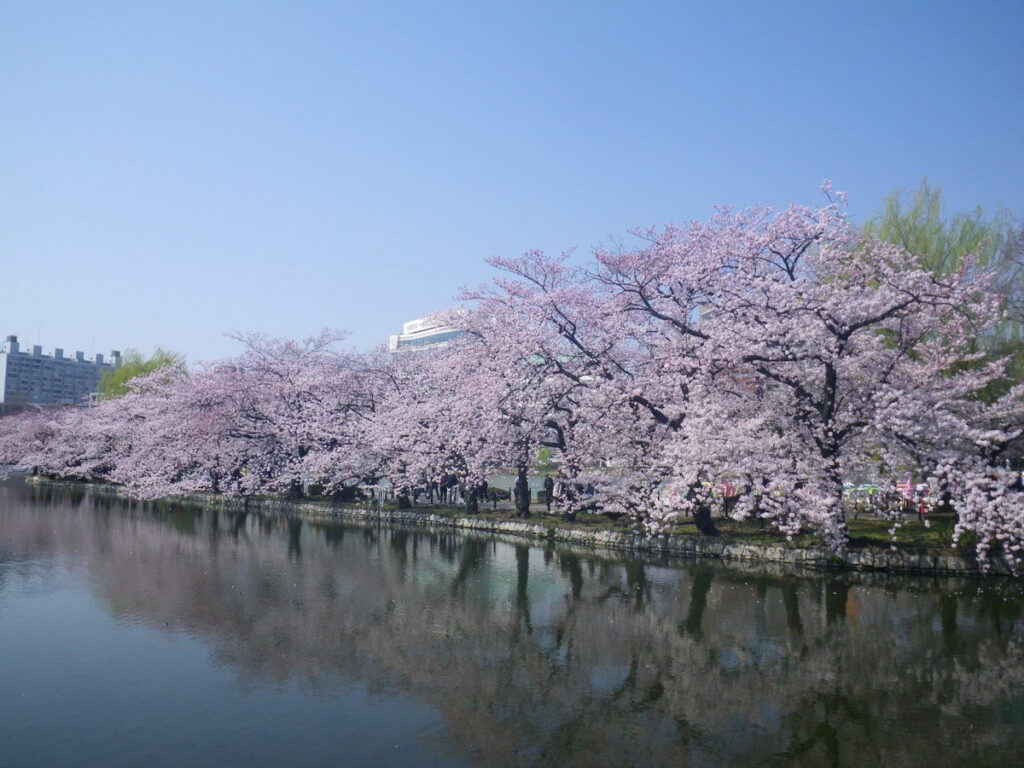 上野公園內的櫻花盛開景象極富魅力，夜間打燈也享有盛名。（東京觀光財團提供）