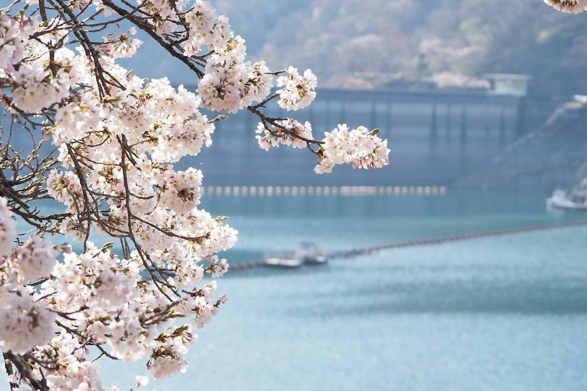 除了著名觀光賞櫻勝地，東京也有不少令人心動的賞櫻私房景點。（奧多摩觀光協會提供）
