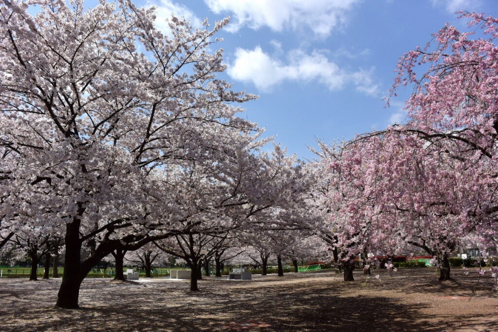 木場公園腹地廣大，栽種著各種不同的櫻花，美不勝收。（木場公園提供）