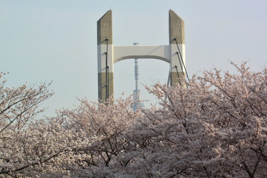 在木場公園可以捕捉到櫻花、木場大橋與東京晴空塔交疊的同框畫面。（木場公園提供）