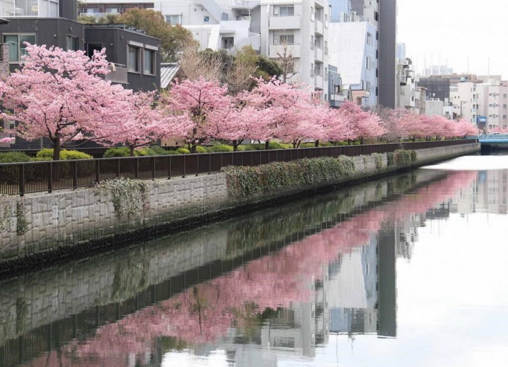 河津櫻3月上旬迎來滿開時期，可欣賞倒映在大横川上的櫻花景色。（江東區提供）