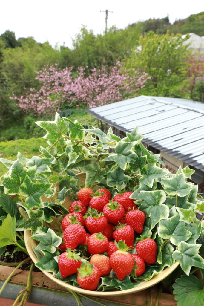 3月2日花博農民市集將舉行「2024內湖草莓季」宣傳活動