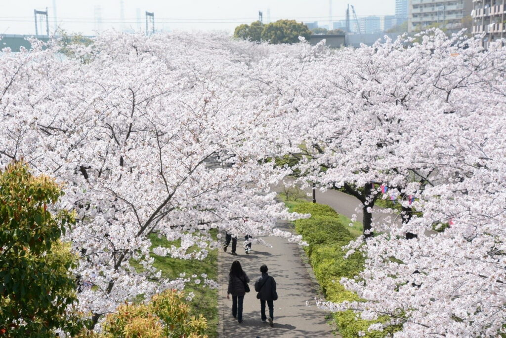 小松川千本櫻櫻花長廊綿延約2公里，相當壯觀。（江戶川區提供）