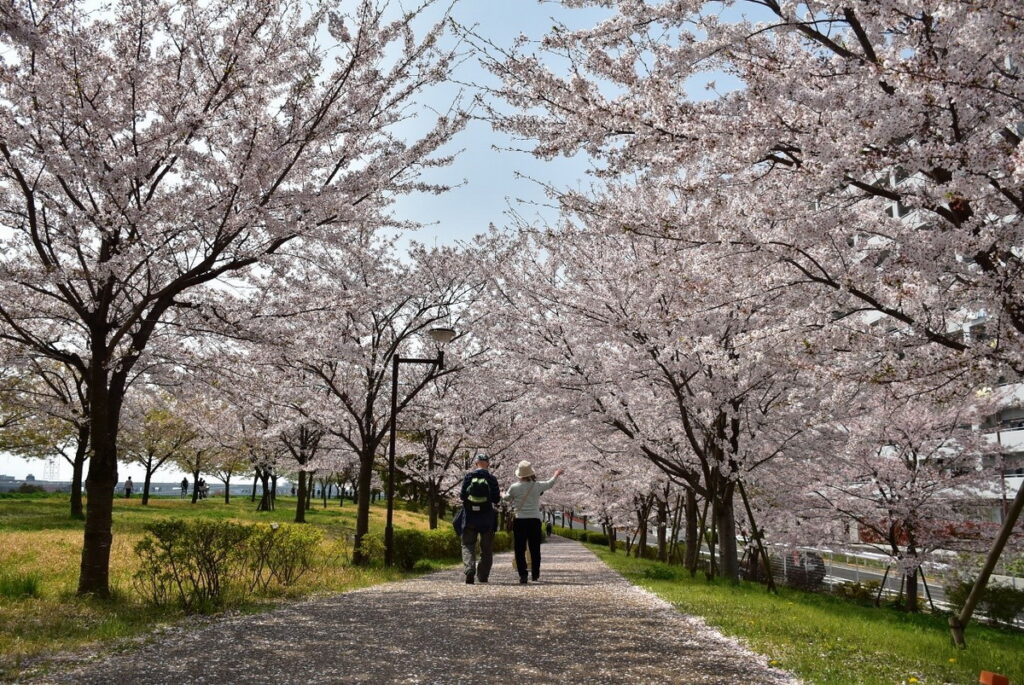 數量眾多的小松川千本櫻，每到櫻花開花季節，吸引不少當地民眾前來賞櫻。（江戶川區提供）