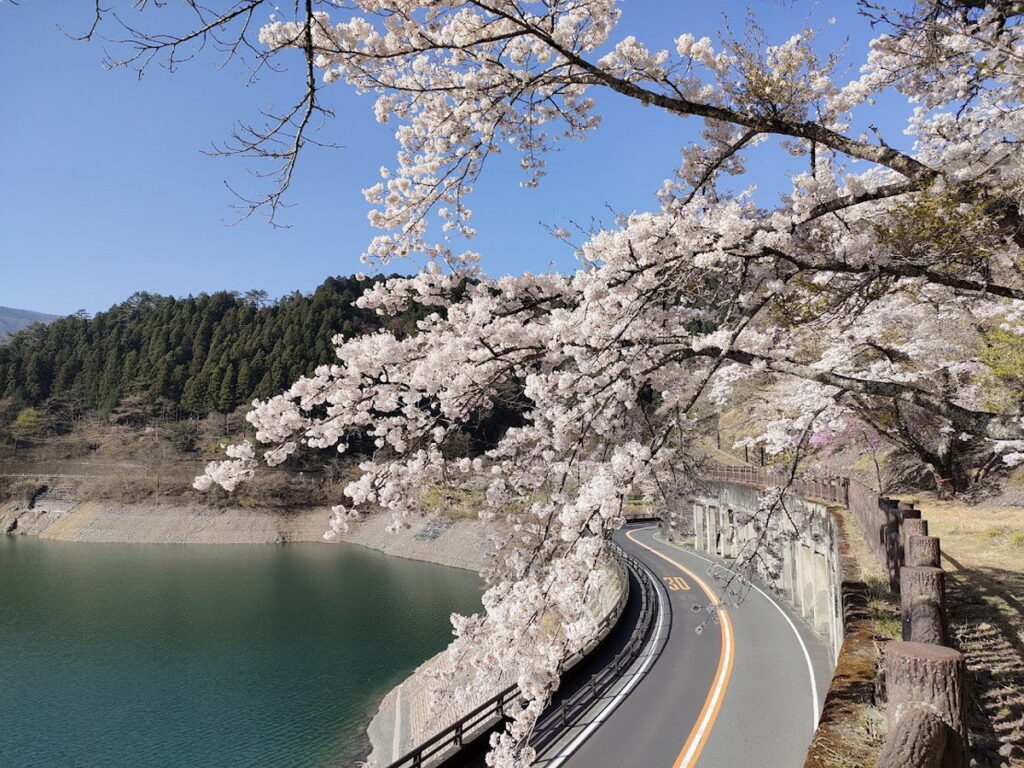 奧多摩湖邊的櫻花盛開，可在步道上盡情觀賞，也適合駕車遊覽。（奧多摩觀光協會提供）