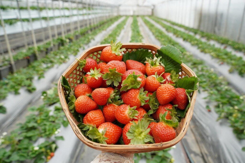 3月2日來到臺北花博農民市集就有機會買到北市在地的新鮮草莓!