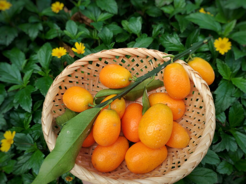 「金柑」的外皮清香甘甜且含維他命C，是少數可以連皮食用的柑橘類水果之一