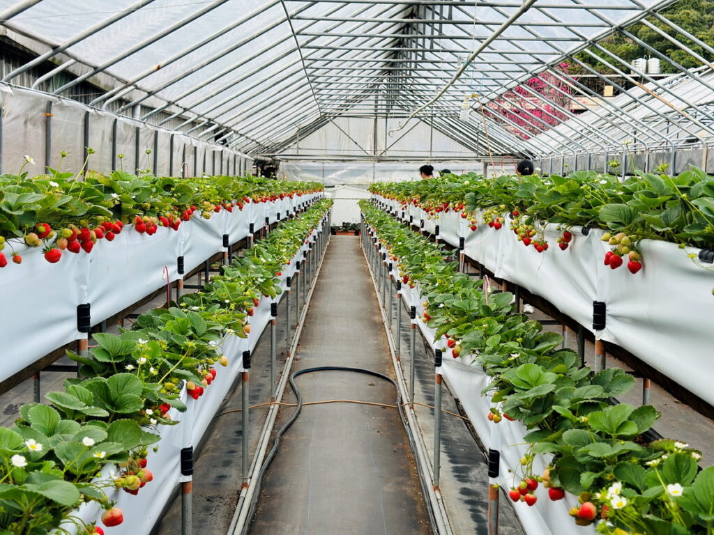 北市內湖區有多處草莓園，產季為每年12月至隔年5月上旬
