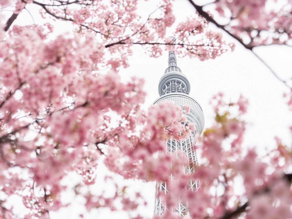 東京是知名的賞櫻勝地，於東京地標「東京晴空塔®」下欣賞獨樹一格的都會美景
