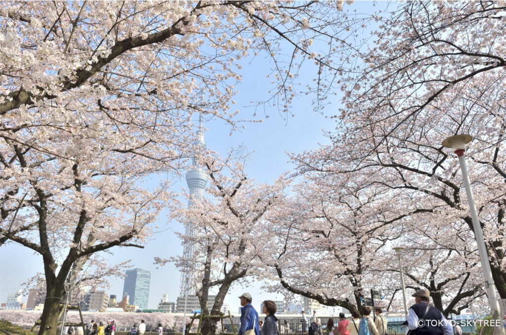 沿途欣賞位在隅田川旁的隅田公園3月中下旬櫻花盛開的美景