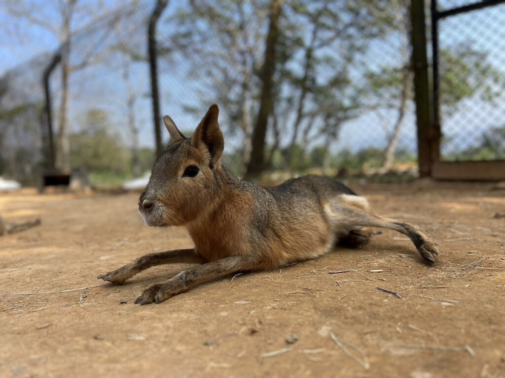 新朋友兔豚鼠擅長速奔跑與跳躍，一加入就顯熱鬧。