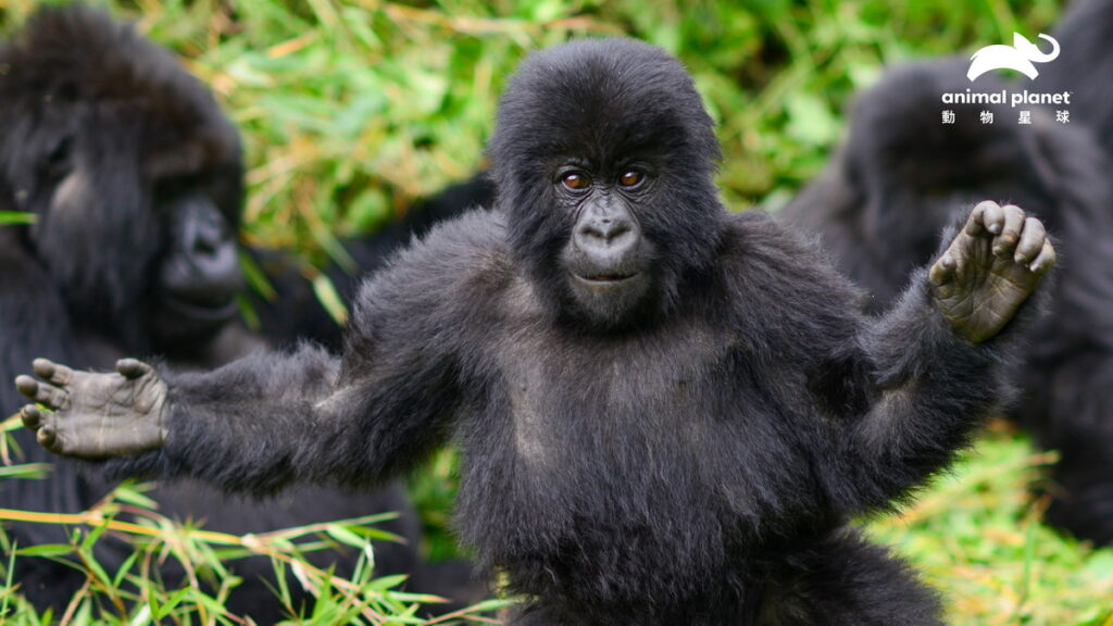 動物星球頻道 世界地球日特輯_艾倫狄珍妮拯救大猩猩