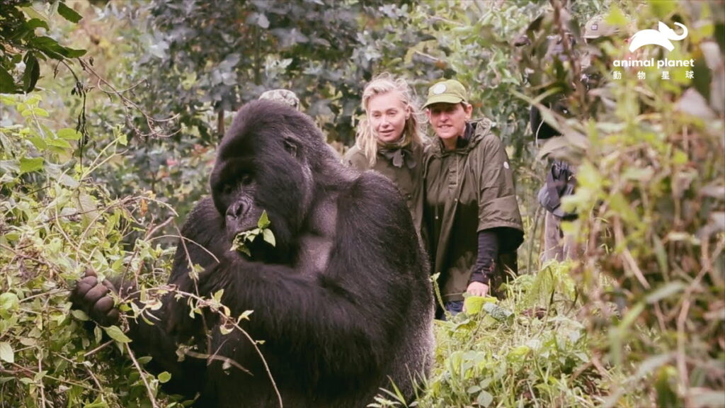 動物星球頻道 世界地球日特輯_艾倫狄珍妮拯救大猩猩