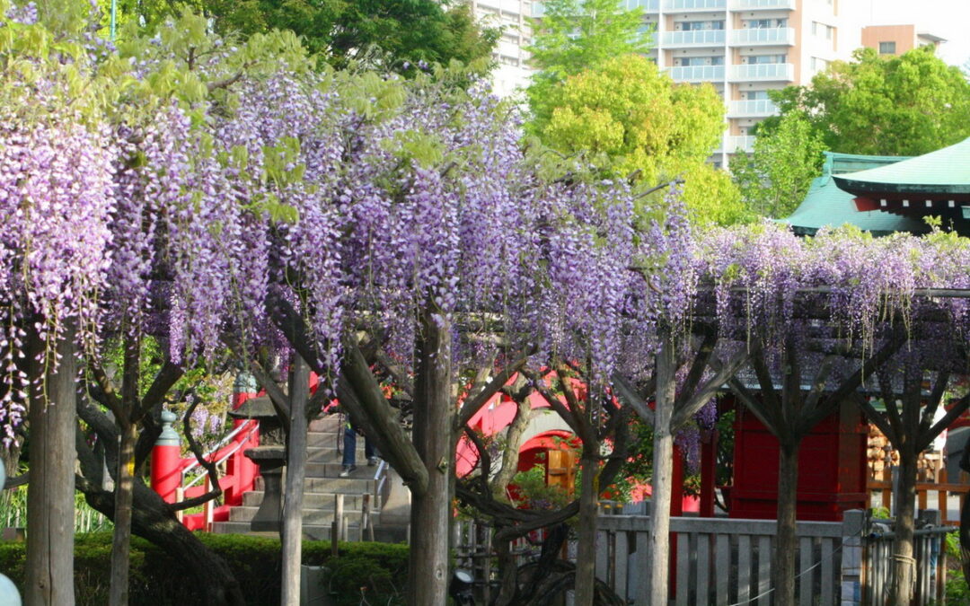 日本追櫻向隅？東京還有百花等著你！春末到夏初值得一探的賞花勝地