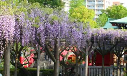 日本追櫻向隅？東京還有百花等著你！春末到夏初值得一探的賞花勝地