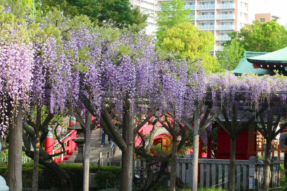 號稱「東京第一賞藤勝地」的龜戶天神社，每年紫藤花盛開時，都吸引大批遊客前來朝聖。（圖片來源：©KAMEIDO TENJINJYA）