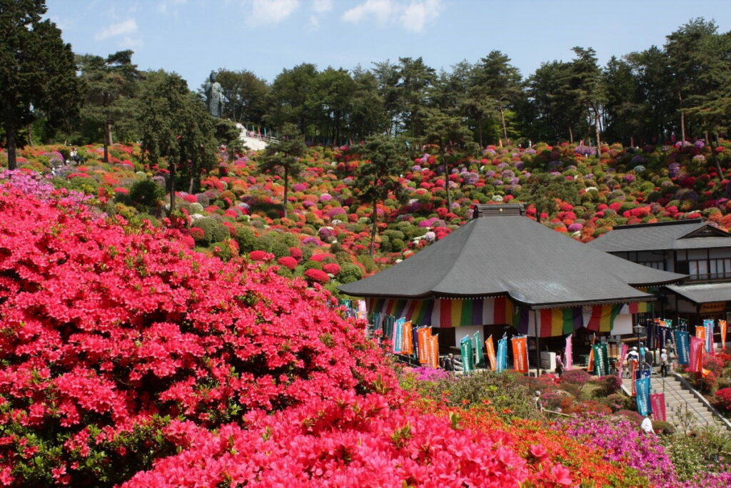 鹽船觀音寺境內色彩繽紛的杜鵑花綻放，讓整個寺內都亮了起來。（圖片來源：© SHOFUNE KANNON Temple）