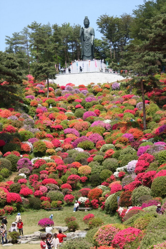 鹽船觀音寺杜鵑花盛開季節，佈滿園區360度的小山丘，美不勝收。（圖片來源：© SHOFUNE KANNON Temple）